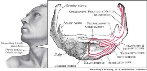 How The Hyoid Bone Changed History Live Science