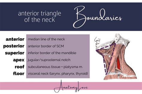 Anterior Triangle Of The Neck — Anatomylove