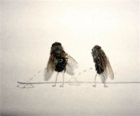 Dead Fly Art Weird Hilarious But Uniquely Creative Richworks