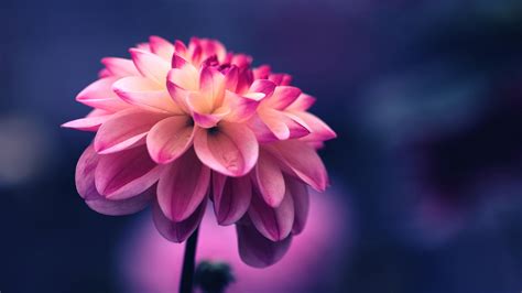 Closeup View Of Pink Petals Flower In Blur Blue Background 4k Hd