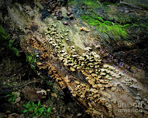 Fungus Among Us Photograph By Pamela Ellis Fine Art America