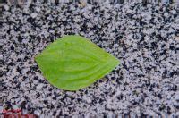 Dadurch entstehen in jedem jahr tiefgrüne flächendenkende matten, die einzig von. Teppich-Hartriegel Details - Baumbestimmung, Laubhölzer ...