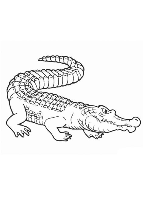 Coloring Pages Alligator Coloring Sheet For Kids