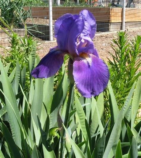 Rhizomes are rootlike structures growing horizontally underground that are used as food storage. Announcement: blue iris rhizomes available | Sunsikell
