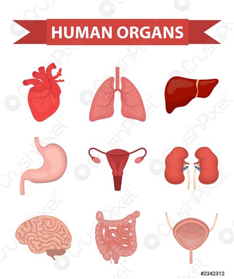 Organs In The Female Body Right Side Human Anatomy Picture Organs