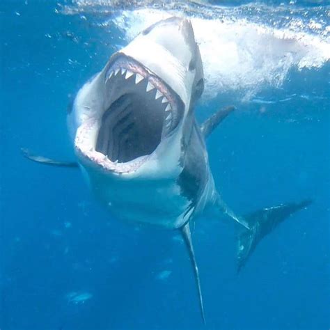 Scary Shark Shark Pictures Shark Photos White Sharks