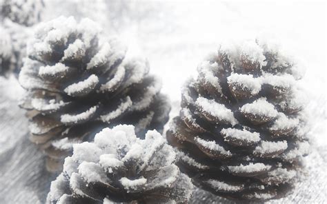 Snow Pine Cone Wallpapers Hd Wallpapers 75875
