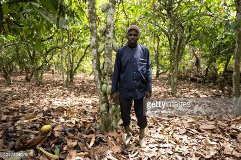 Child Labor On Ivory Coast Cocoa Plantation Photos And Premium High Res