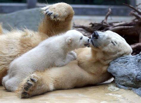 Anori Polar Bear Baby And Mum Wilma In Wuperthal Zoo In