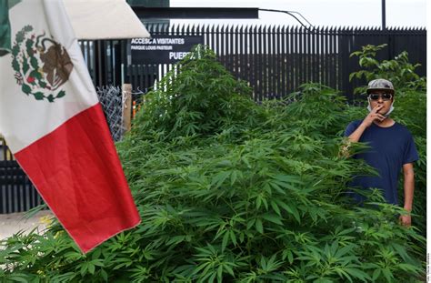 crece jardín de marihuana frente a senado de la república