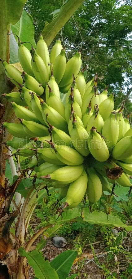 Mas Banana Fruit That Looks Like It Starting To Age On The Tree Stock