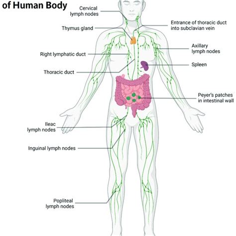 A Brief Schematic Of Lymph Node Anatomy And The Locations Of