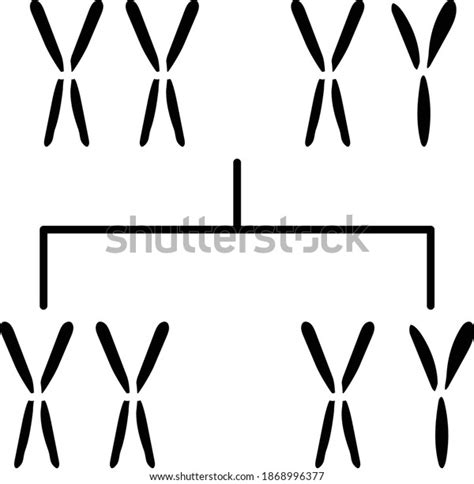 Xy Sex Determination System Vector Glyph Stock Vector Royalty Free
