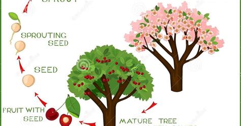 How To Grow Cherry Blossom Seeds Home And Garden Reference