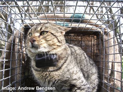 Trapping Of Feral Cats Using Cage Traps Pestsmart