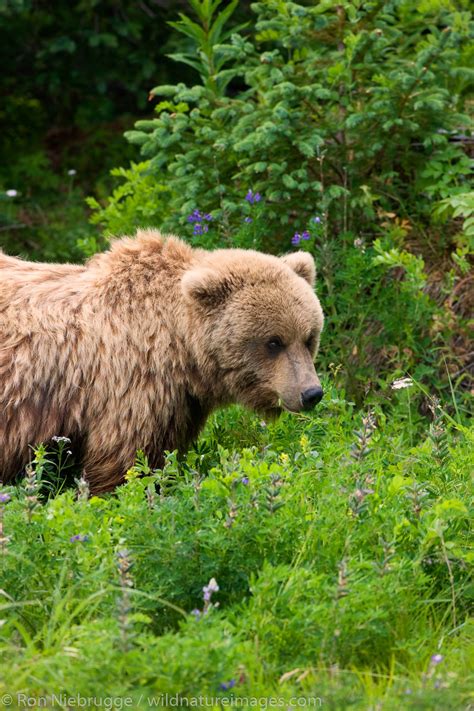 Brown Bear Cub Photos By Ron Niebrugge