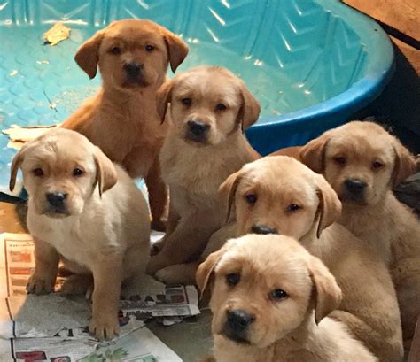 Maybe you would like to learn more about one of these? Labrador Retriever Puppies For Sale | Atlanta, GA #266771