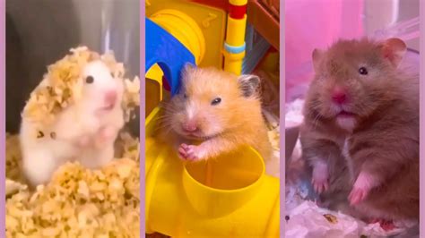 Funny And Cute Hamster Videos Compilation Funniest Hamsters Of All