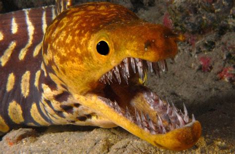 10 Undersea Creatures With Terrifying Teeth Listverse