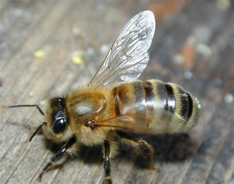 gambar binatang lebah