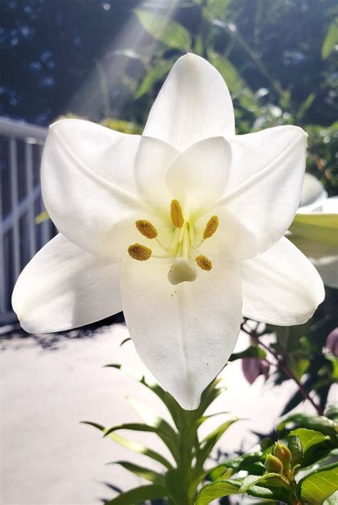 White Easter Lily Stock Photo Image Of Garden Bright 191696486