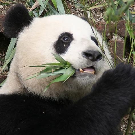 Giant Pandas Face Greatest Threat Yet A Hotter World Environmental