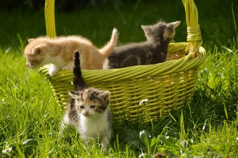 854522 Cats Wicker Basket Grass Kittens Three 3 Rare Gallery Hd