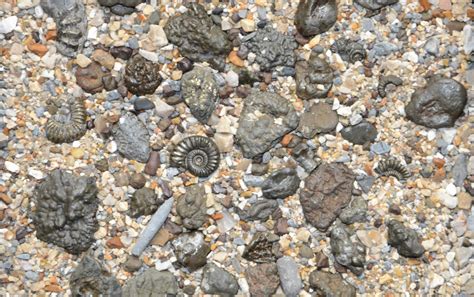 Charmouth Fossils And Fossil Hunting On The Jurassic Coast Artofit