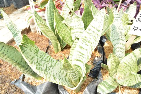 Maybe you would like to learn more about one of these? Lidah Mertua Nama Ilmiah - Galeri Tanaman Hias