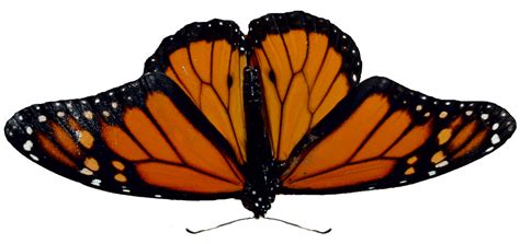 Monarch Butterfly Png Transparent Images Png All