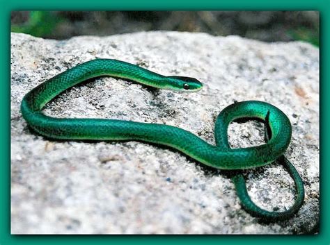 Smooth Green Snake Opheodrys Is A Genus Of Small To Medium Sized Non