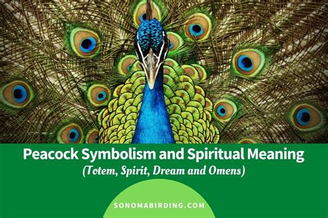 Peacock Symbolism and Meaning (Totem, Spirit and Omens) - Sonoma Birding