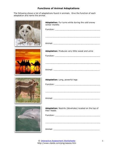 Functions Of Animal Adaptations Worksheet For 4th 7th Grade Lesson