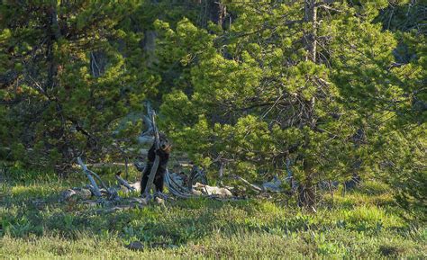 Grizzly Cub In The Forest Photograph By Yeates Photography Fine Art