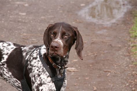 English Pointer Dog Breed Information All About Dogs