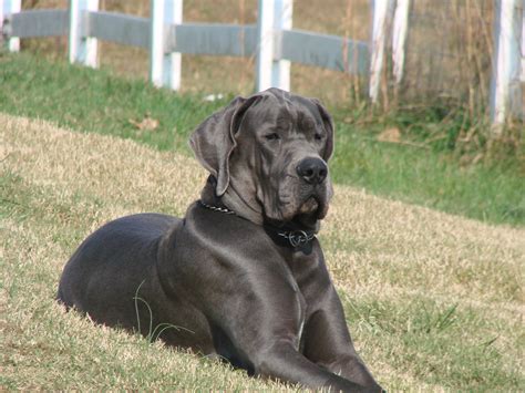 Great danes are amazingly gentle and respectful dogs as puppies and throughout adulthood. Great Dane Breeder of Blue Great Danes, DanesCountry.com