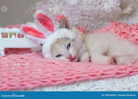 Beautiful Kitten In Bunny Ears Cat In A Rabbit Costume Cute Pets