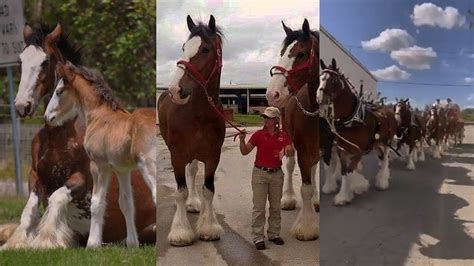 Beautiful Clydesdale Horses And Foals Youtube