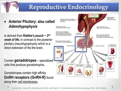 Ppt Reproductive Endocrinology Powerpoint Presentation Free Download