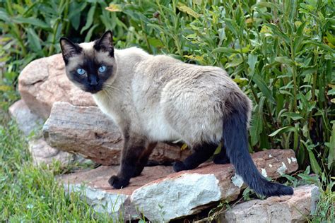 5 Fascinating Facts About Siamese Cats All About Cats Hot Sex Picture