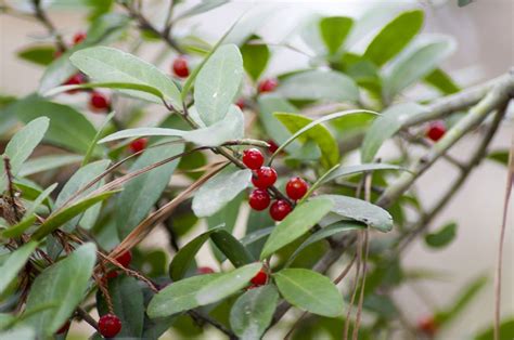 50 Edible Wild Plants You Can Forage For A Free Meal Edible Wild