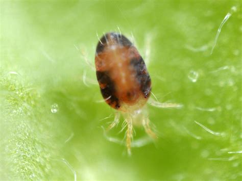 Saiba Mais Sobre Tetranychus Urticae