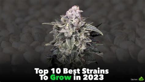 Top 10 Best Weed Strains To Grow In 2023 Kingpalm