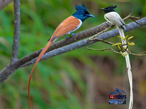 Asian Paradise Flycatcher Spotted In All Seasons Wonders Of Nepal