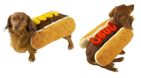Weiner Dog In Hot Dog Costume Bmp We