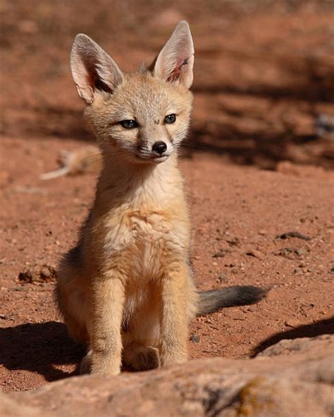 90 Desert Kit Fox Stock Photos Pictures And Royalty Free Images Istock