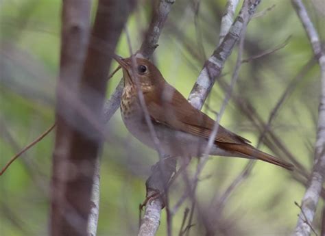Thrush Help Help Me Identify A North American Bird Whatbird Community