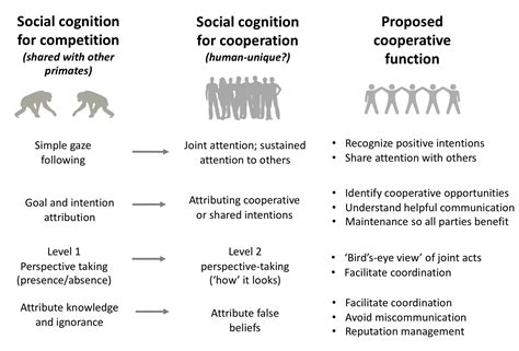 The Primate Origins Of Human Social Cognition The Cognitive Evolution