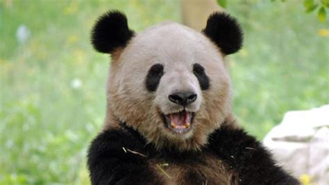Bbc Earth Why Human Beings Are Just Like Giant Pandas