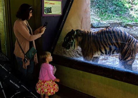 Atlanta Zoo Tickets Prices Discounts Kids Activities Animals